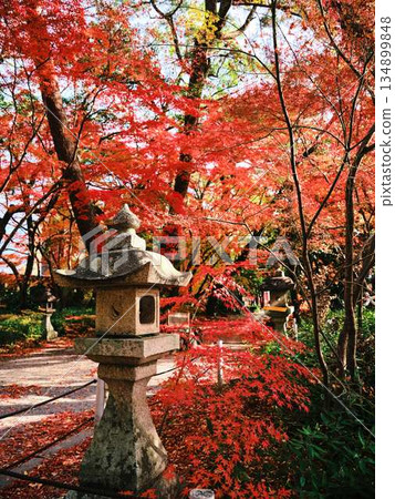 Nara Prefecture Autumn leaves Nara Prefecture Autumn leaves 134899848