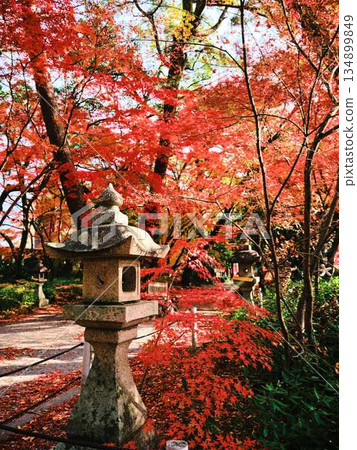 Nara Prefecture Autumn leaves Nara Prefecture Autumn leaves 134899849