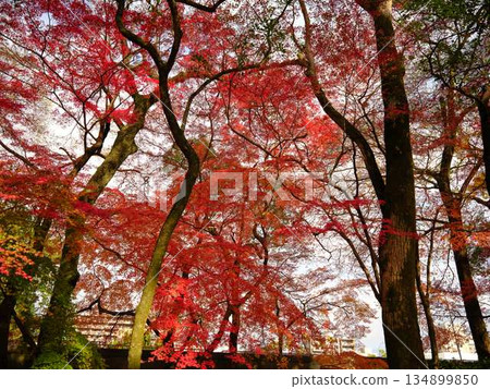 Nara Prefecture Autumn leaves Nara Prefecture Autumn leaves 134899850