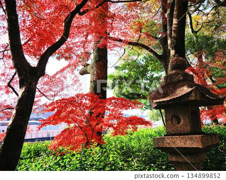 Nara Prefecture Autumn leaves 134899852