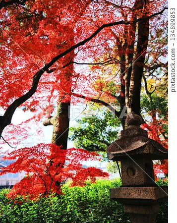 Nara Prefecture Autumn leaves Nara Prefecture Autumn leaves 134899853