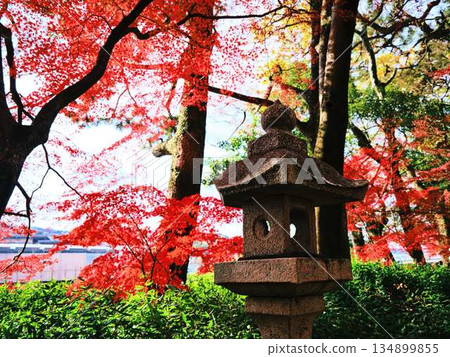 Nara Prefecture Autumn leaves Nara Prefecture Autumn leaves 134899855