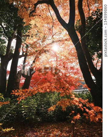Nara Prefecture Autumn leaves 134899860