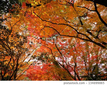 Nara Prefecture Autumn leaves Nara Prefecture Autumn leaves 134899865