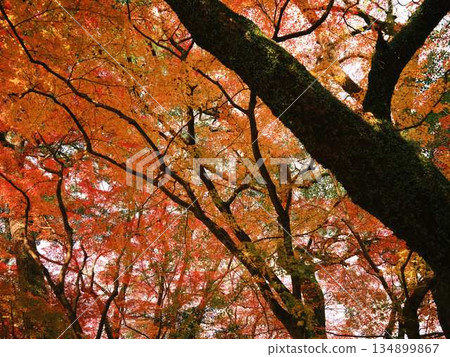 奈良縣秋葉 134899867