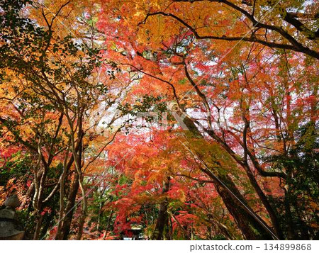 Nara Prefecture Autumn leaves Nara Prefecture Autumn leaves 134899868
