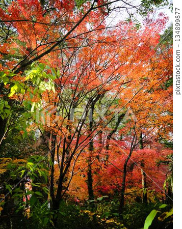 Nara Prefecture Autumn leaves Nara Prefecture Autumn leaves 134899877