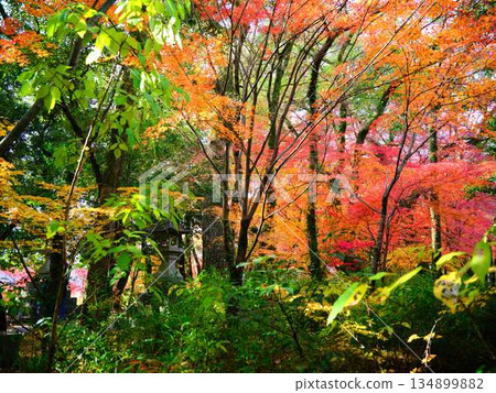 奈良縣秋葉 134899882