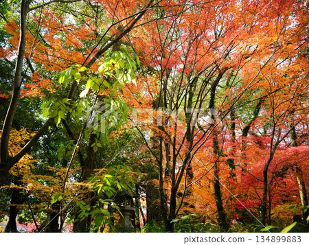 奈良縣秋葉 134899883