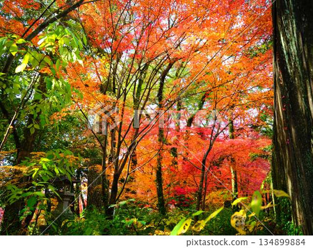 Nara Prefecture Autumn leaves Nara Prefecture Autumn leaves 134899884