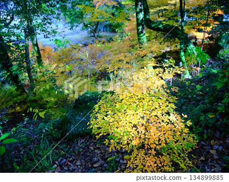 Nara Prefecture Autumn leaves Nara Prefecture Autumn leaves 134899885