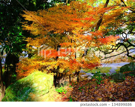 Nara Prefecture Autumn leaves Nara Prefecture Autumn leaves 134899886
