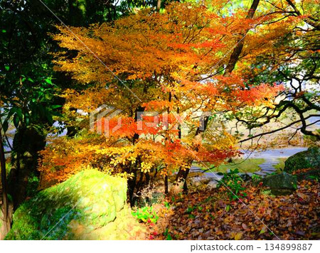 Nara Prefecture Autumn leaves 134899887