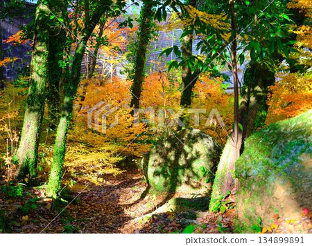Nara Prefecture Autumn leaves 134899891
