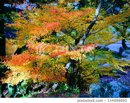Nara Prefecture Autumn leaves 134899893