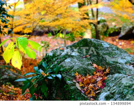 Nara Prefecture Autumn leaves 134899894