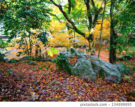 奈良縣秋葉 134899895