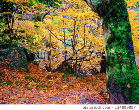 Nara Prefecture Autumn leaves 134899897