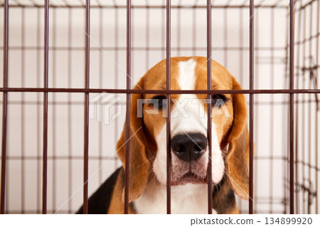 A sad beagle dog in an iron cage for pets. Wire box for keeping the animal. 134899920