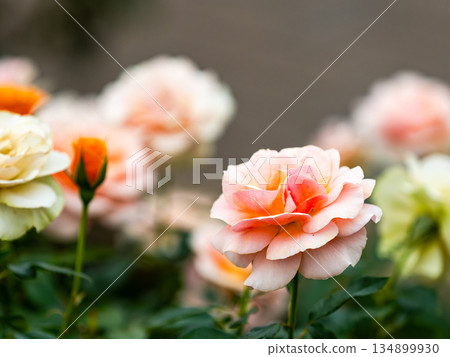 美麗的秋景：色彩繽紛、盛開的粉紅秋玫瑰 134899930