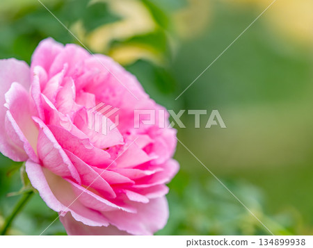 美麗的秋景:色彩繽紛、盛開的粉紅秋玫瑰 美麗的秋景:色彩繽紛、盛開的粉紅秋玫瑰 134899938