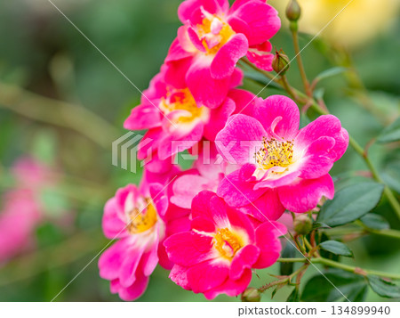 Beautiful autumn scenery: Colorful, full-bloomed pink autumn roses Beautiful autumn scenery: Colorful, full-bloomed pink autumn roses 134899940