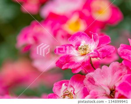 Beautiful autumn scenery: Colorful, full-bloomed pink autumn roses 134899941
