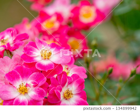 美麗的秋景:色彩繽紛、盛開的粉紅秋玫瑰 美麗的秋景:色彩繽紛、盛開的粉紅秋玫瑰 134899942