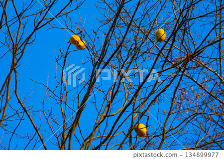 Quince on branch. Organic natural quince apples on the tree at fall Quince on branch. Organic natural quince apples on the tree at fall 134899977