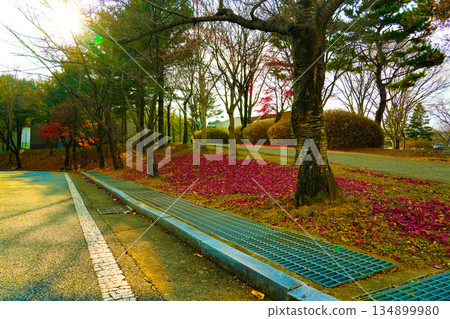 Red marple leaves fallen to the ground in Autumn season at South Korea Red marple leaves fallen to the ground in Autumn season at South Korea 134899980