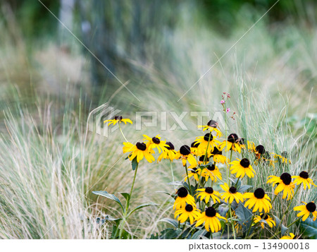 柔軟的草地和盛開的黃色紫錐菊。 134900018
