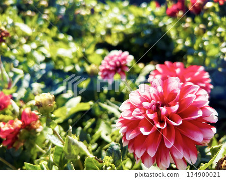 紅色大麗花 134900021