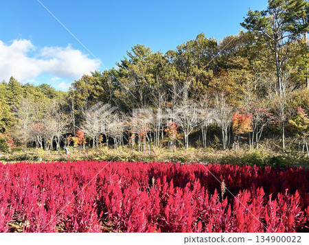 藍天和雞冠 134900022