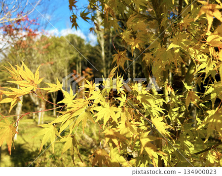 秋天的楓葉 134900023