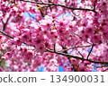 Beautiful Yohko Sakura at Hirano Shrine, Kyoto (Kita Ward, Kyoto City, Kyoto Prefecture) 134900031