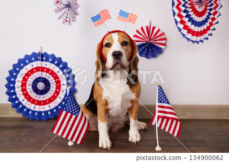 Cute beagle dog with a decoration on his head with an American flag. Cute beagle dog with a decoration on his head with an American flag. 134900062