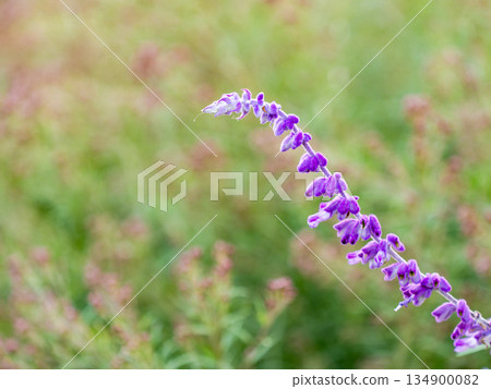 Cute purple amethyst sage Cute purple amethyst sage 134900082