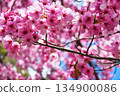 Beautiful Yohko Sakura at Hirano Shrine, Kyoto (Kita Ward, Kyoto City, Kyoto Prefecture) 134900086