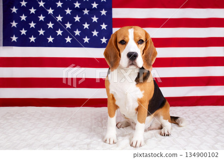 Beagle dog on the background of the American flag. 4 July Independence Day. Beagle dog on the background of the American flag. 4 July Independence Day. 134900102