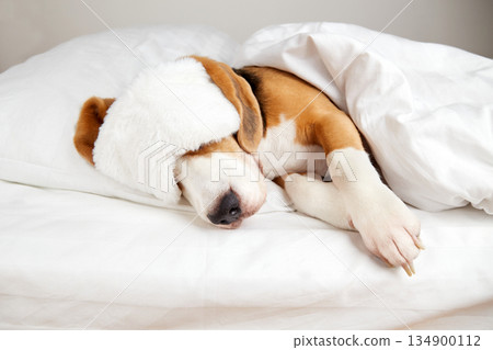 A masked beagle dog sleeps on a bed under a blanket 134900112