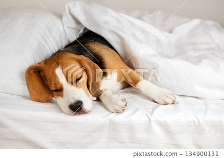 Cute dog Beagle sleeps on the bed under a blanket. Cute dog Beagle sleeps on the bed under a blanket. 134900131