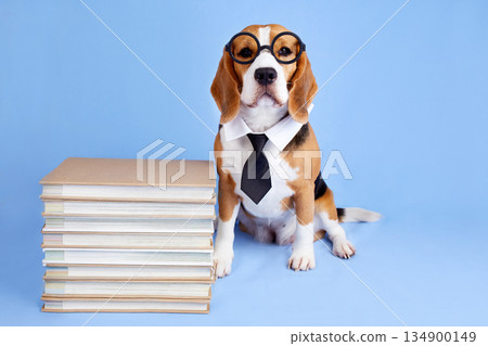 A beagle dog with round glass and a tie on a stack of books 134900149