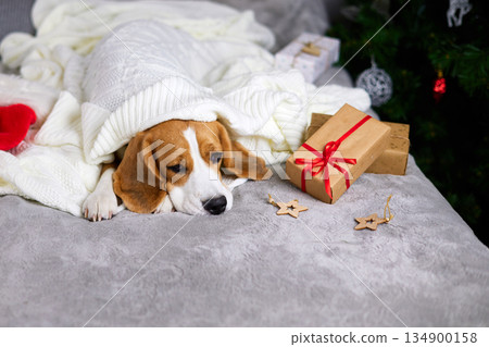 The Beagle dog is lying on the bed and sleeping under a white knitted blanket. 134900158