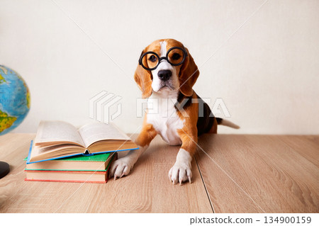 A busy beagle wears large round glasses. The dog is sitting at the desk. There are books and globe on the table. 134900159