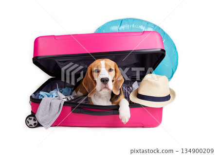 A beagle dog in a suitcase with clothes and accessories for summer holidays. A beagle dog in a suitcase with clothes and accessories for summer holidays. 134900209