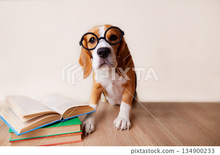 A busy beagle wears large round glasses. The dog is sitting at the desk. There are books on the table. A busy beagle wears large round glasses. The dog is sitting at the desk. There are books on the table. 134900233