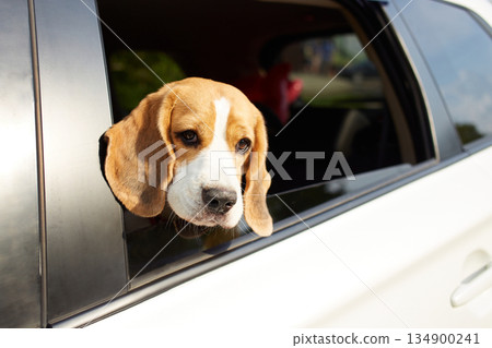 The dog travels by car. Cute beagle dog looks out of the car window The dog travels by car. Cute beagle dog looks out of the car window 134900241