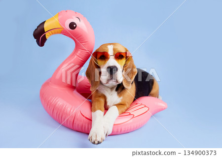 A beagle dog wearing sunglasses lies on an inflatable pink flamingo A beagle dog wearing sunglasses lies on an inflatable pink flamingo 134900373