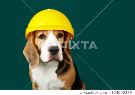 A beagle dog in a construction helmet on a grey isolated background 134900379