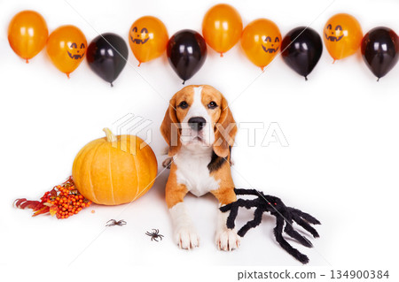 The beagle dog lies on a white background decorated with balloons. 134900384
